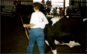 I enjoyed showing cattle and while purples were exciting to receive, the ribbon placing didn't matter; it was the learning experience and fun had with friends! 