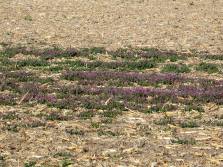 Henbit