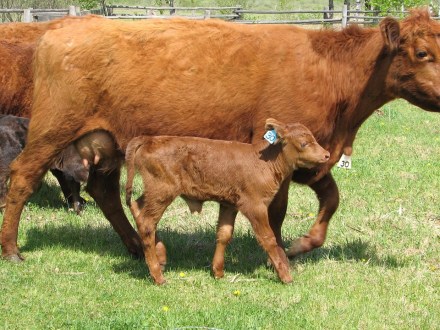Calf Baby Farm Mother Cow Cattle