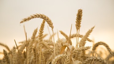 wheat-867612_960_720 2