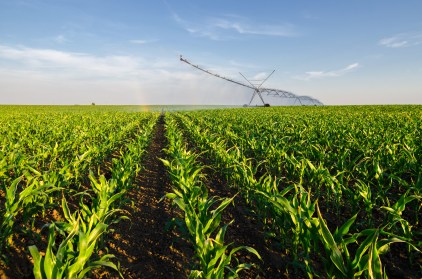 Agricultural irrigation system watering corn field in summer