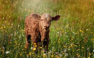 calf-brown-reddish-small.jpg