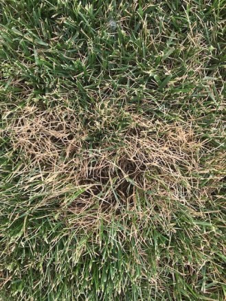 Ascochyta close up, 6-2018