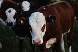 close up photography of a beef cattle