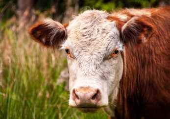 close up photo of white and brown cattle