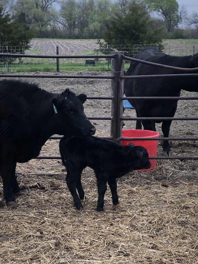 UNADJUSTEDNONRAW_thumb_8215