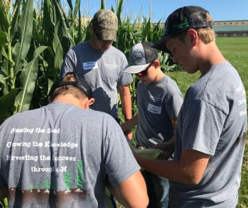 corn growth staging, maturity, development 2