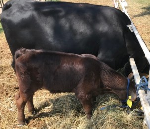 UNADJUSTEDNONRAW_thumb_85d1